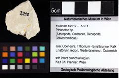 Foto (Objket + Etiketten) von Pithonoton sp. 